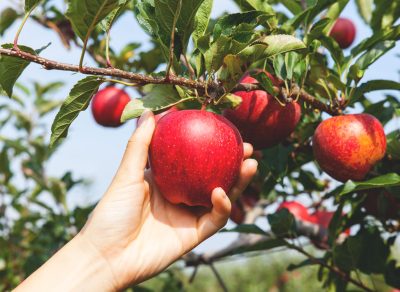 Picking red apple from tree