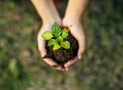 hands holding budding tree