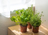 Here's How To Start An Indoor Herb Garden — Eat This Not That