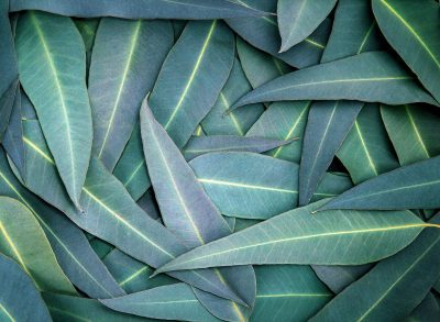 eucalyptus leaves