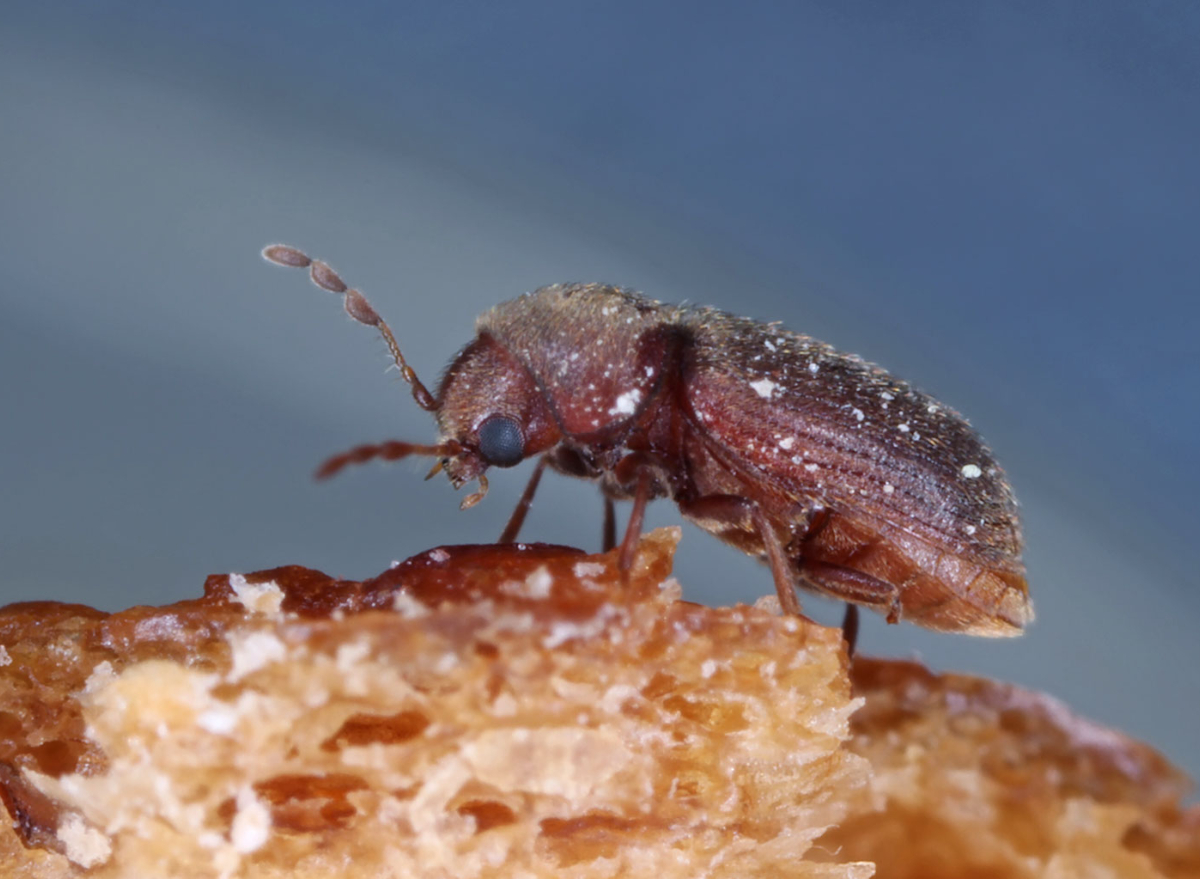 This Costco Grocery Item Is Infested with Bugs According to Customers Eat This Not That