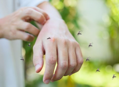 Can Your Diet Make You More Attractive to Mosquitos?