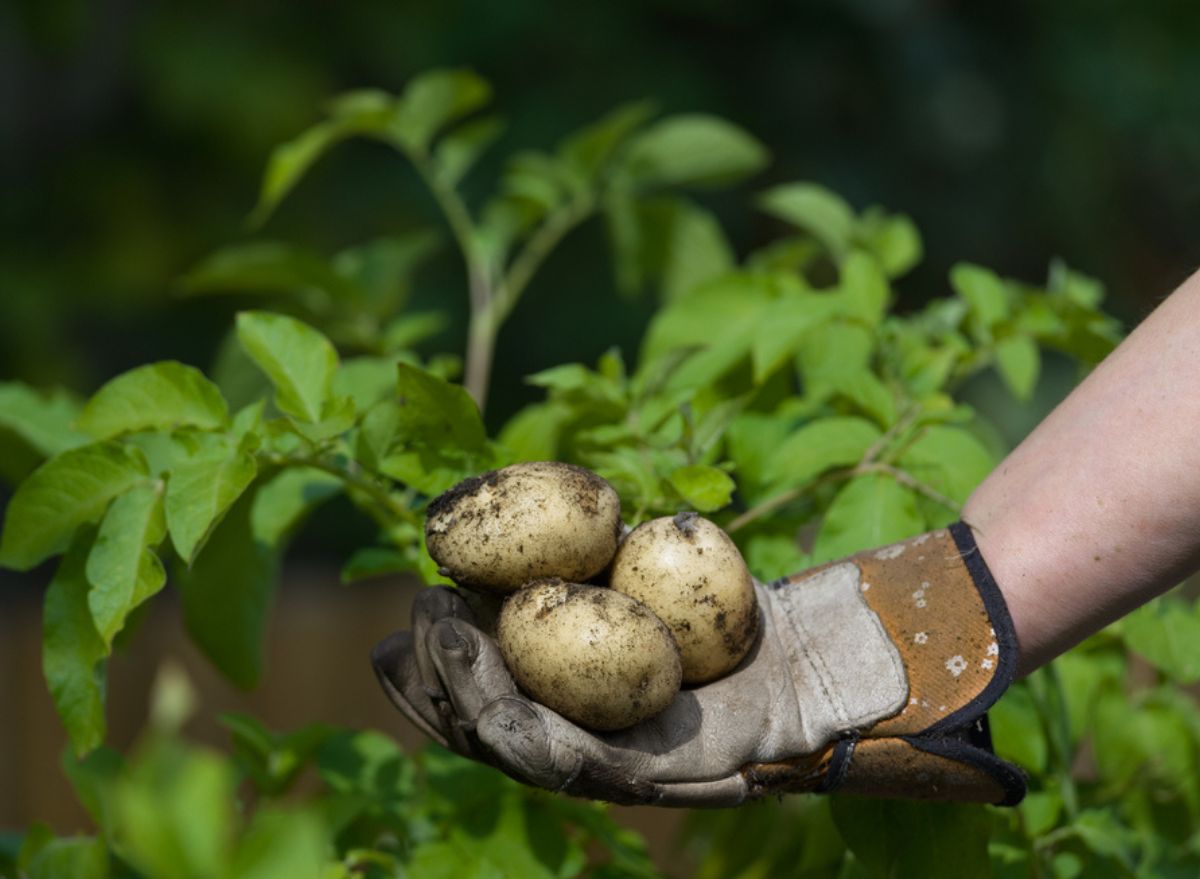 Is It Safe To Eat Green Potatoes — Eat This Not That 