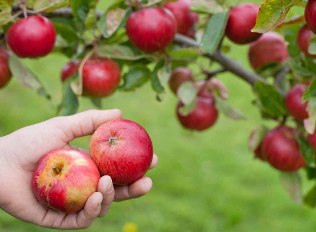 3 Ways Heat Will Affect Apple Picking Season This Fall, Warn Farmers ...