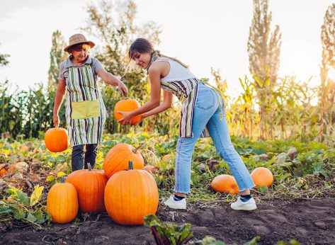 9 Secrets To Choose the Best Pumpkin in the Pumpkin Patch