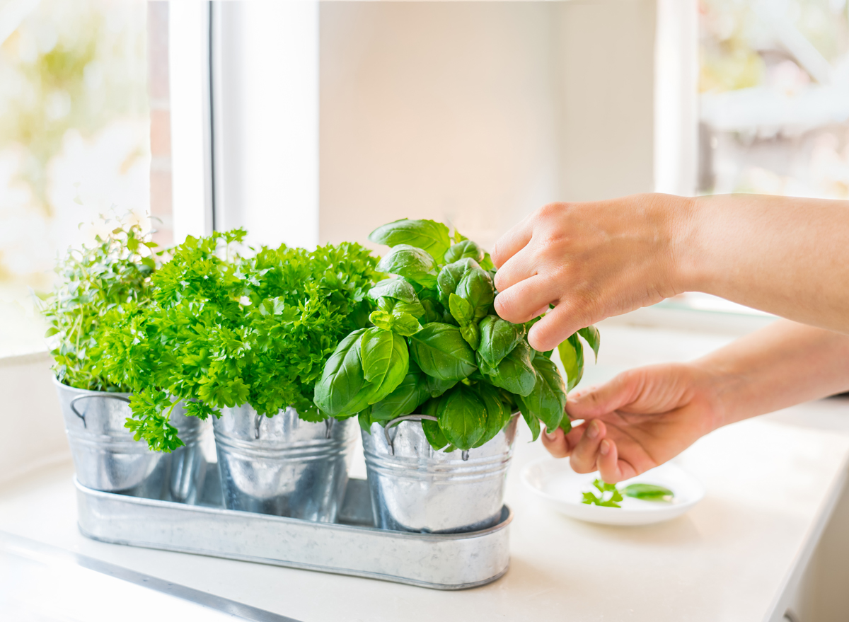 5 Health Boosting Herbs You Should Grow In Your Kitchen   Grow Herbs At Home Kitchen 