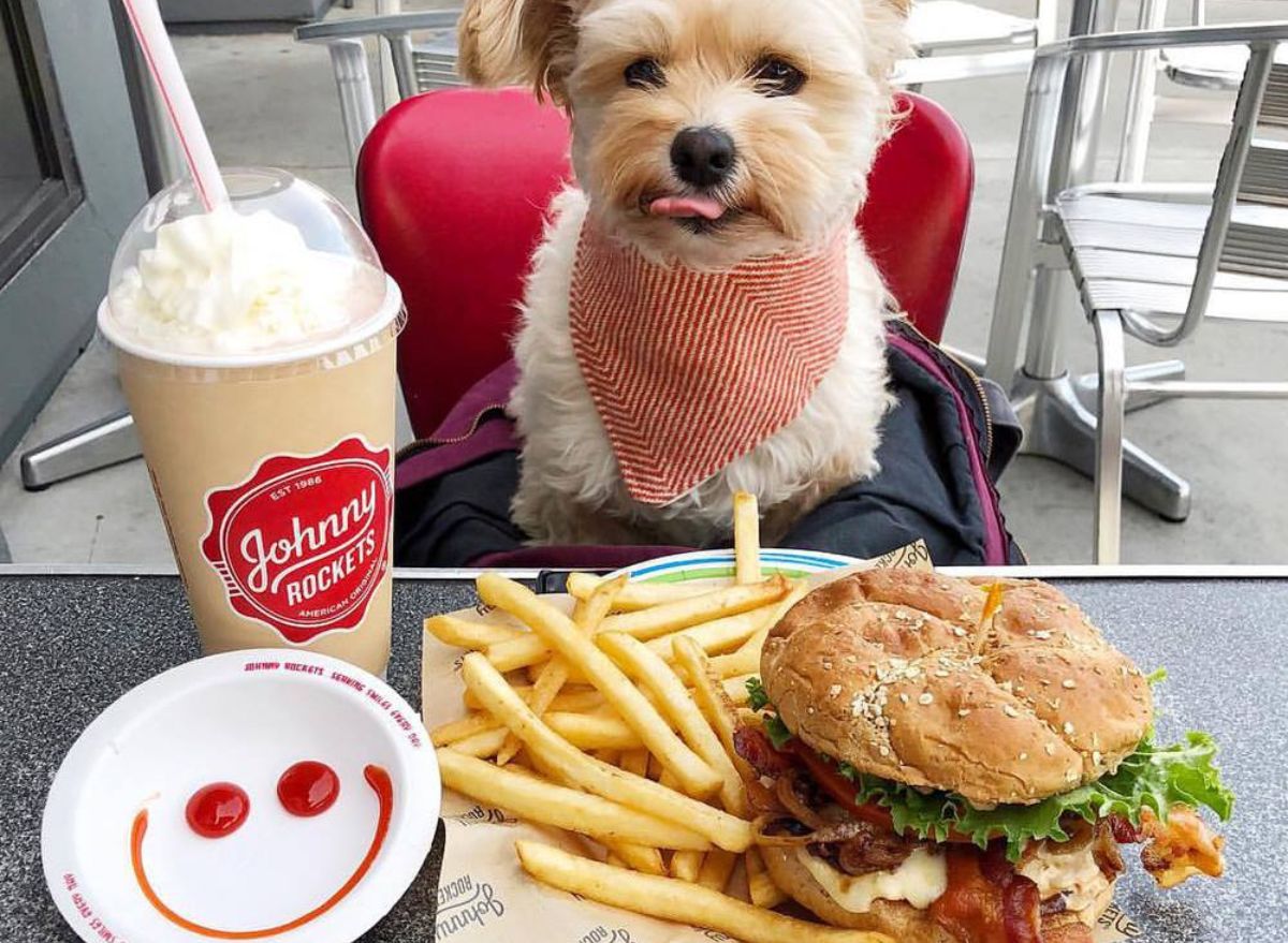 10 Fast Food Items That Are Safe for Your Dog Vets Say