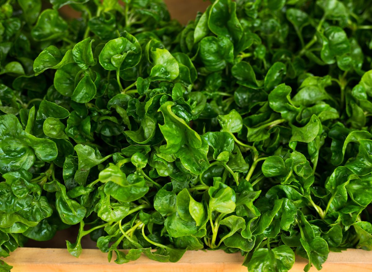 7 Benefits Of Watercress, The 'World's Healthiest Vegetable'