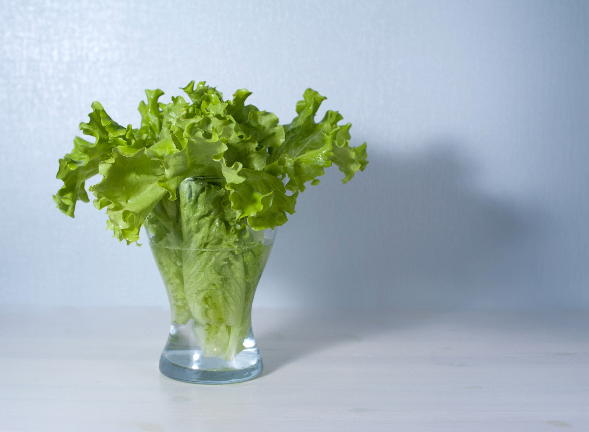 can-drinking-lettuce-water-help-you-fall-asleep-faster