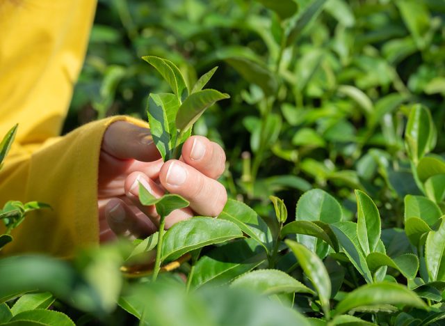 Farmer hand trying to picking tea leaf in tea plantation field. Camellia sinensis is a species of evergreen shrubs, its leaves and leaf buds are used to produce tea.