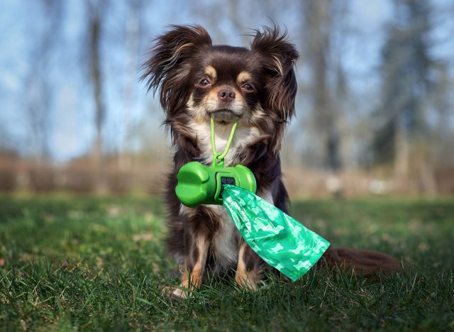 chihuahua dog holding waste bags in her mouth outdoors