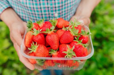 close up of man farmer holds ripe red strawberries in clear plastic box in his hands. he is in the strawberry greenhouse. agrobusiness and people