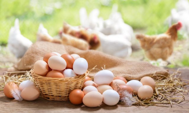 Basket of colorful chicken eggs on a wooden table in the chicken farm