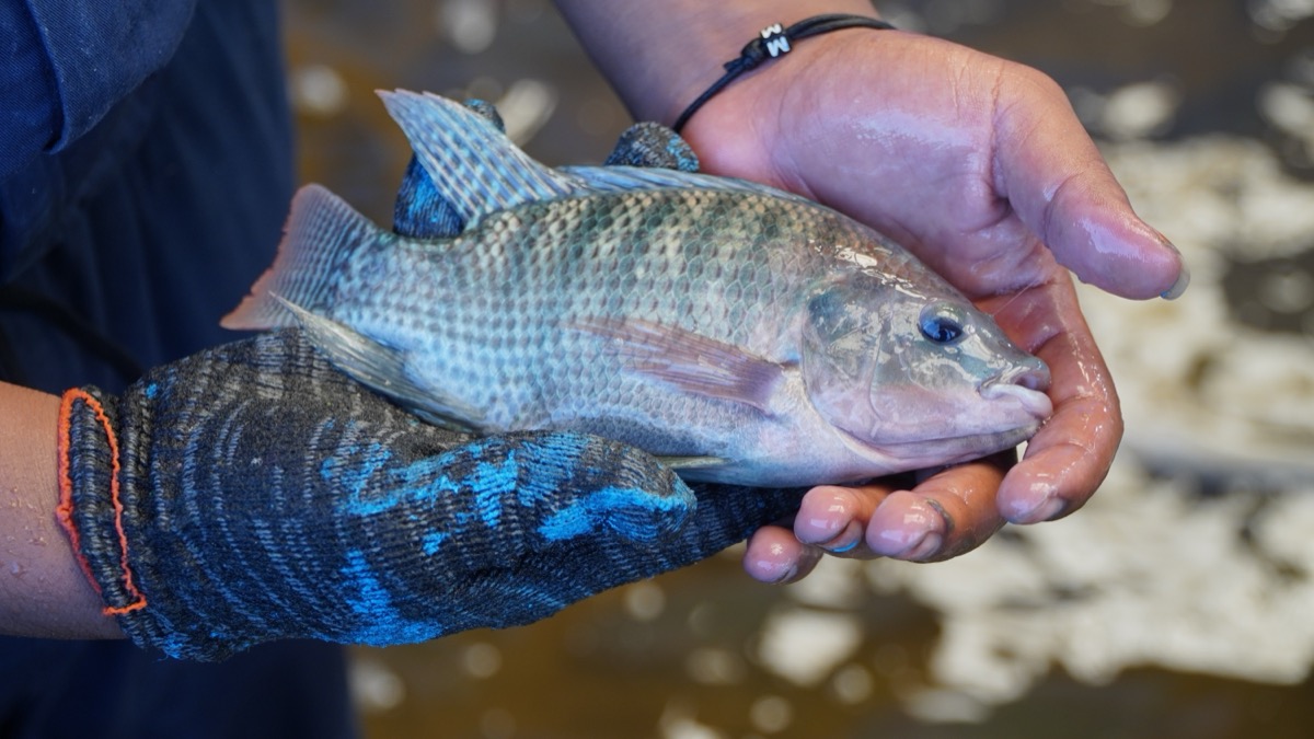 Aquaculture,Farmers,Hold,Quality,Tilapia,Yields,In,Hand.,Tilapia,Farming.