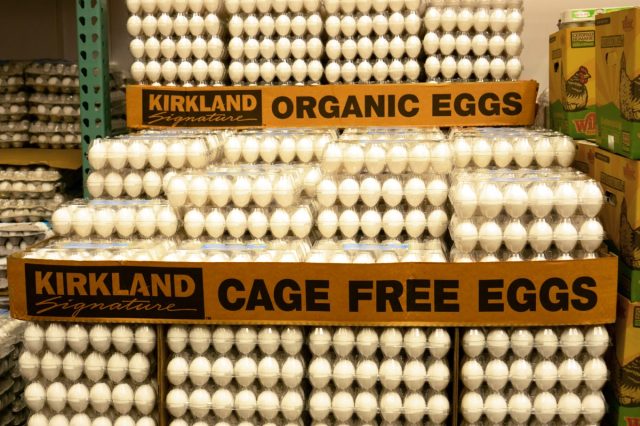 Seattle WA April 16 2019. Dozens of cage free organic eggs at Costco, a large wholesale warehouse-type store.