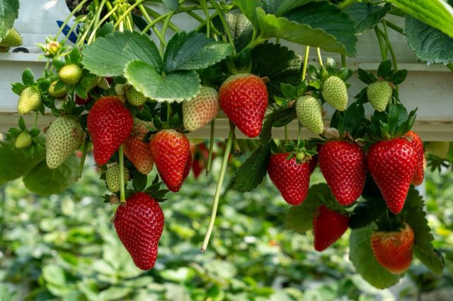 Growing Organic strawberries in an agricultural greenhouse